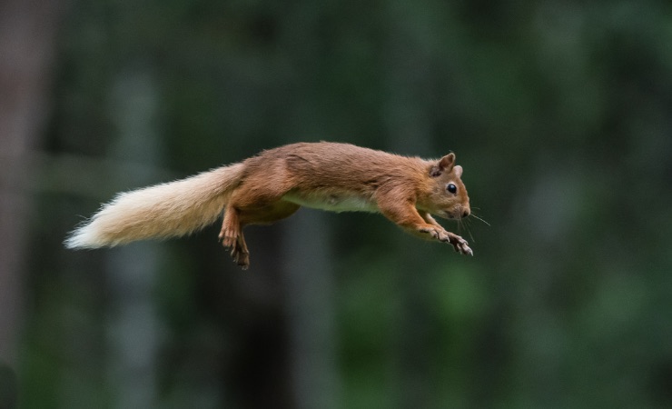 Una capacità di salto uguale a quella di uno scoiattolo