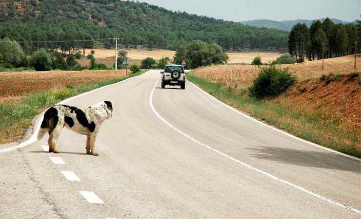 animal abandonado